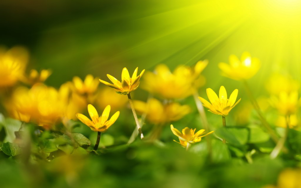Yellow Heaven Florals