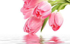Pink_Tulips