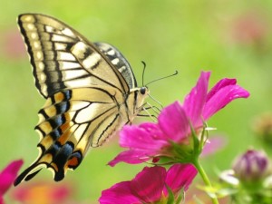 Beautiful Butterfly and Pink Flower