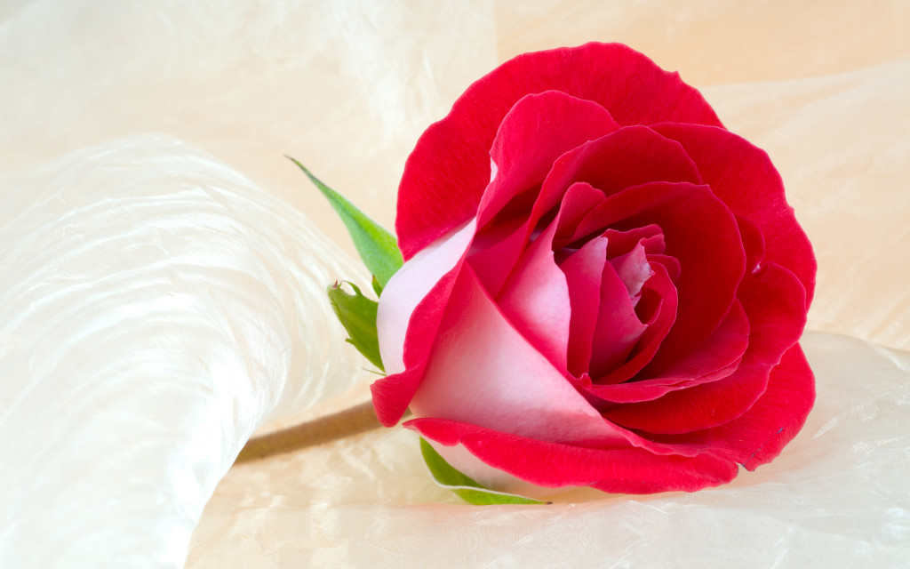 True Beauty Rose